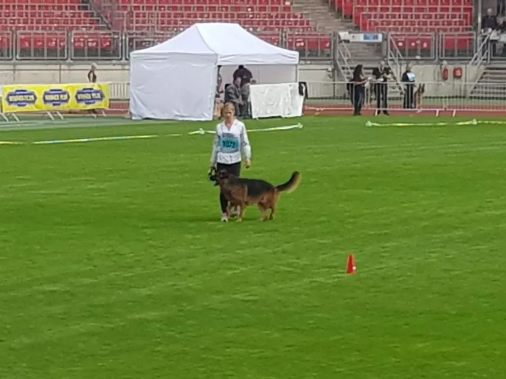 Veranstaltung Zuchtschau der Schäferhunde