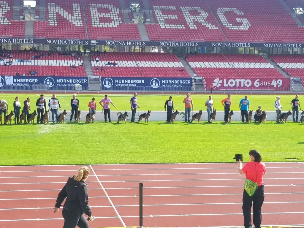 Veranstaltung Zuchtschau der Schäferhunde