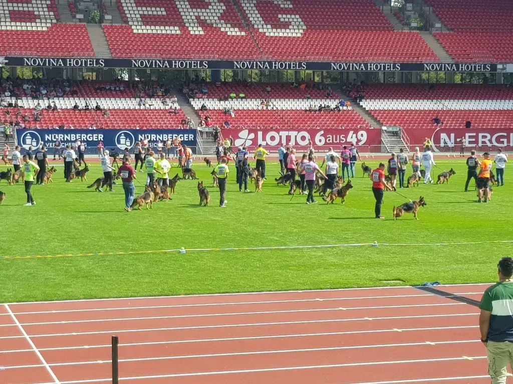 Veranstaltung Zuchtschau der Schäferhunde