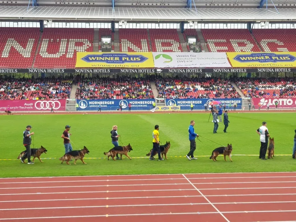Veranstaltung Zuchtschau der Schäferhunde