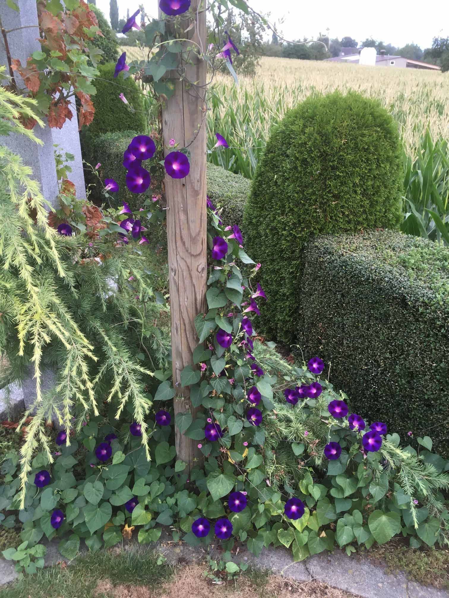 Fischer Gartenbau GmbH Perlen