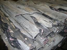 Ein Stapel Fischhäute, die übereinander auf einem Tisch liegen.