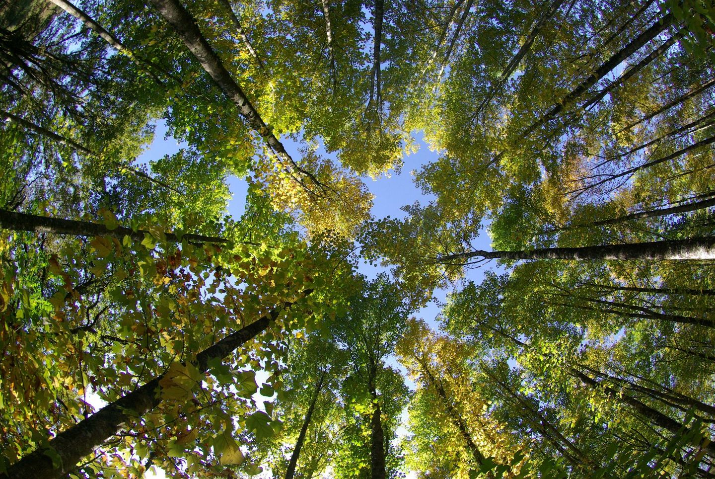 Cime des arbres