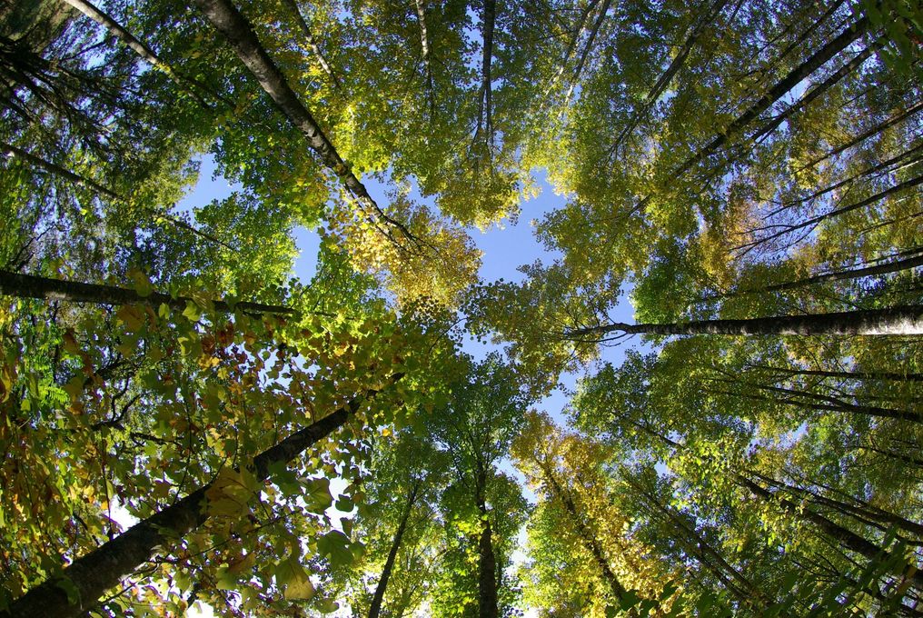 Cime des arbres