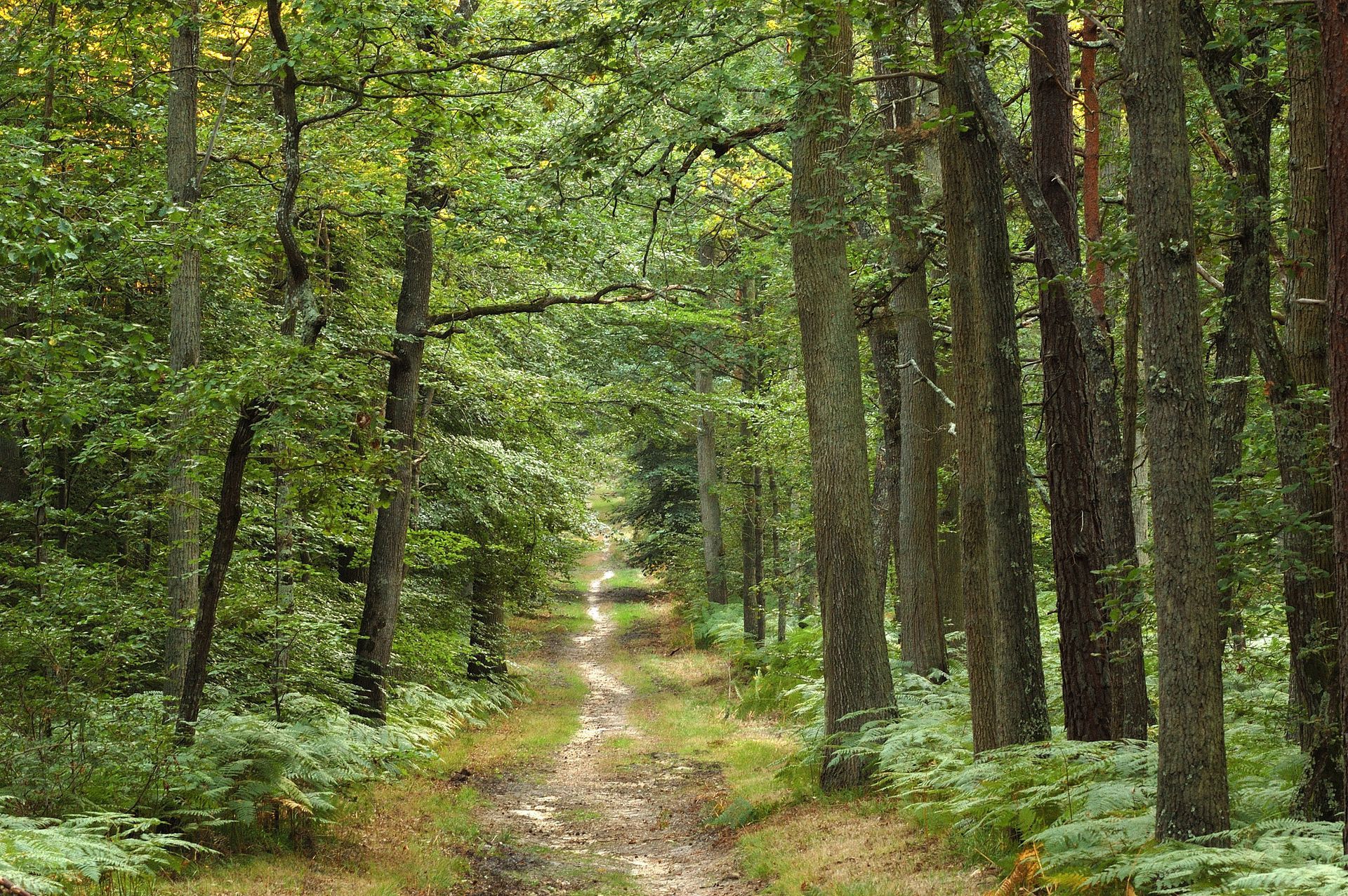 Chemin en forêt