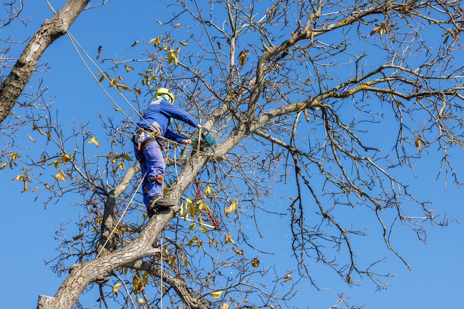 Un élagueur en combinaison bleue utilise une tronçonneuse, attaché par des cordes en haut d'un arbre.