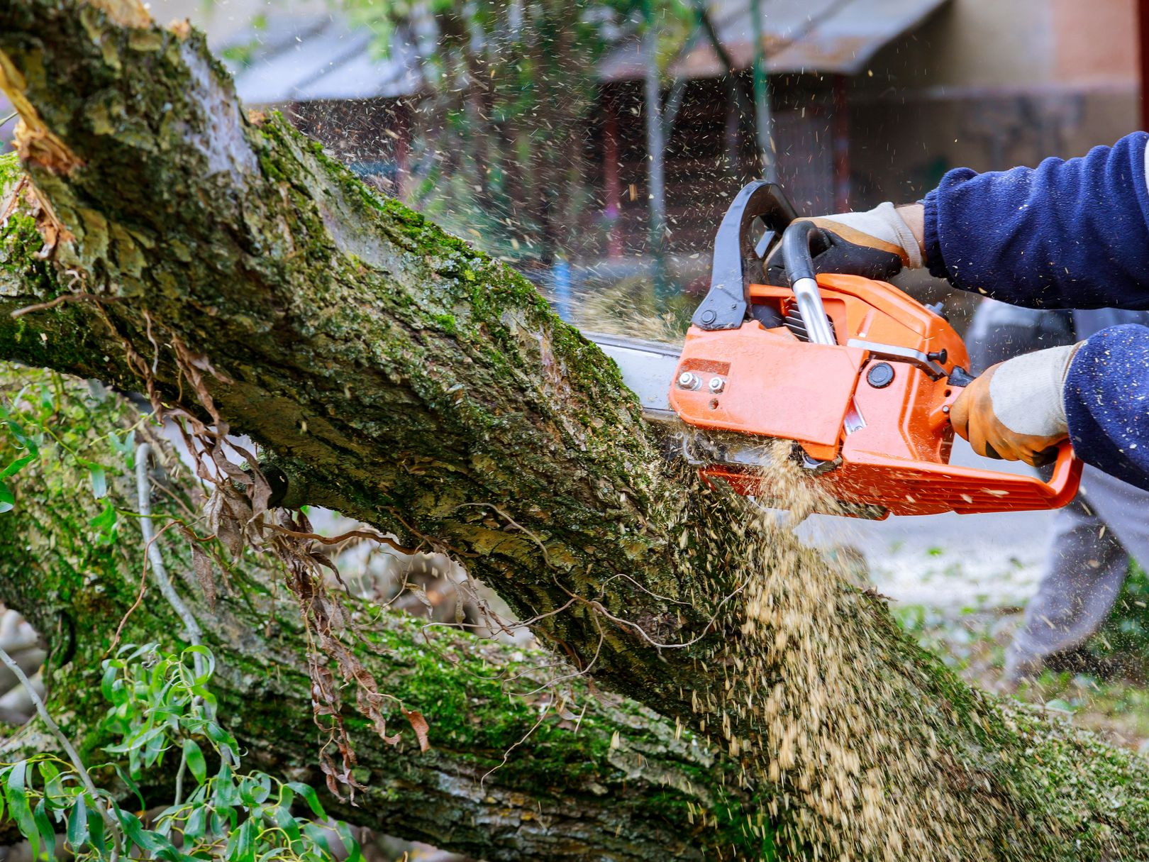 Une personne en veste bleue utilise une tronçonneuse orange pour couper un tronc d'arbre tombé et recouvert de mousse, des copeaux de bois volant dans tous les sens.