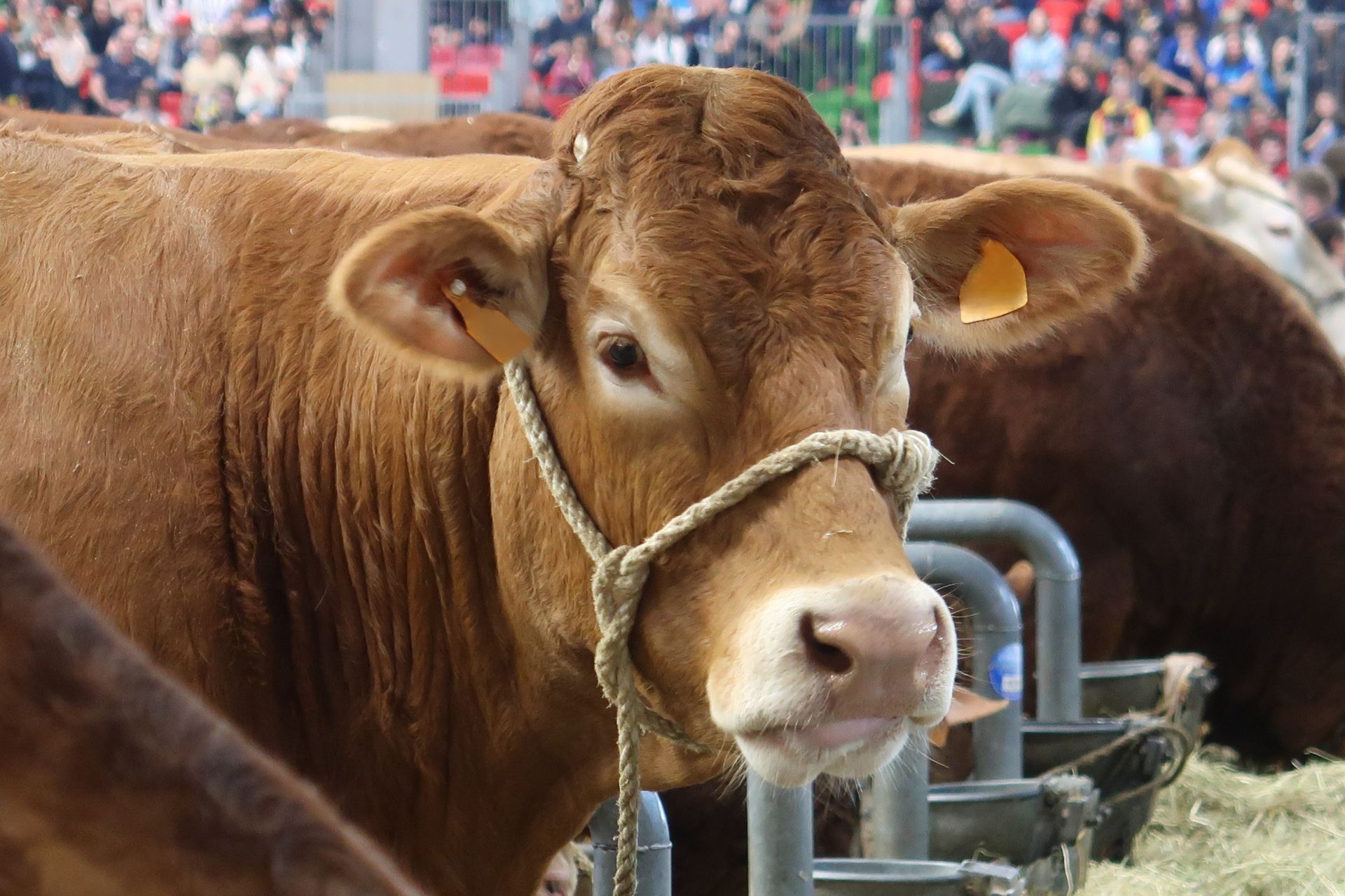 Vache brune avec un licol en corde au salon de l'agriculture à Paris.