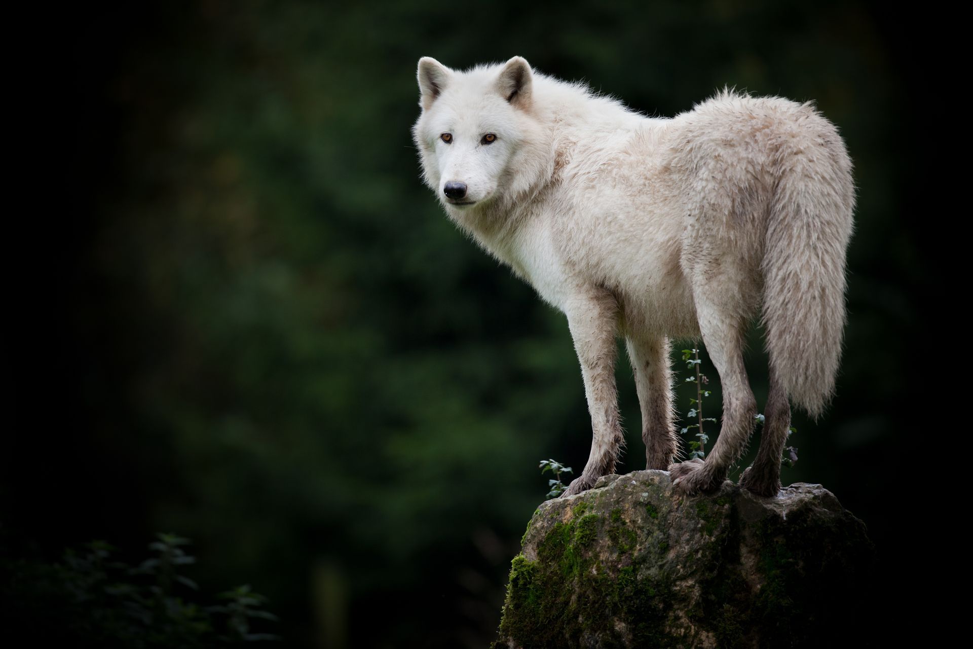 Loup arctique blanc debout sur un rocher moussu, avec une forêt vert foncé en arrière-plan.