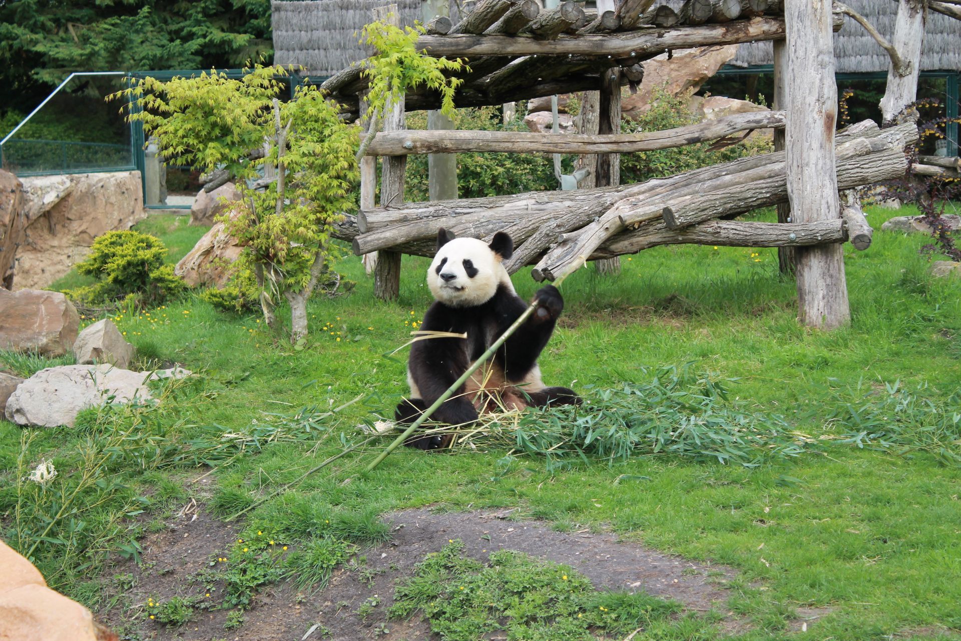 Un panda mange du bambou dans un enclos herbeux.