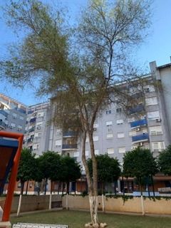 Un árbol en un parque frente a un edificio