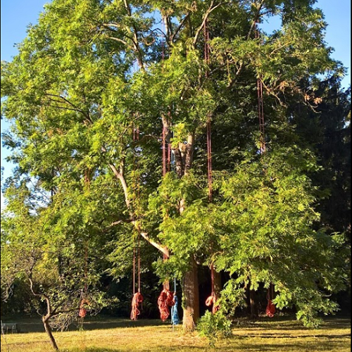 Un arbre avec des équipements pour la grimpe
