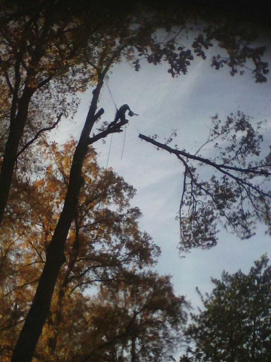 Un élagueur qui coupe une branche tout en haut d'un arbre