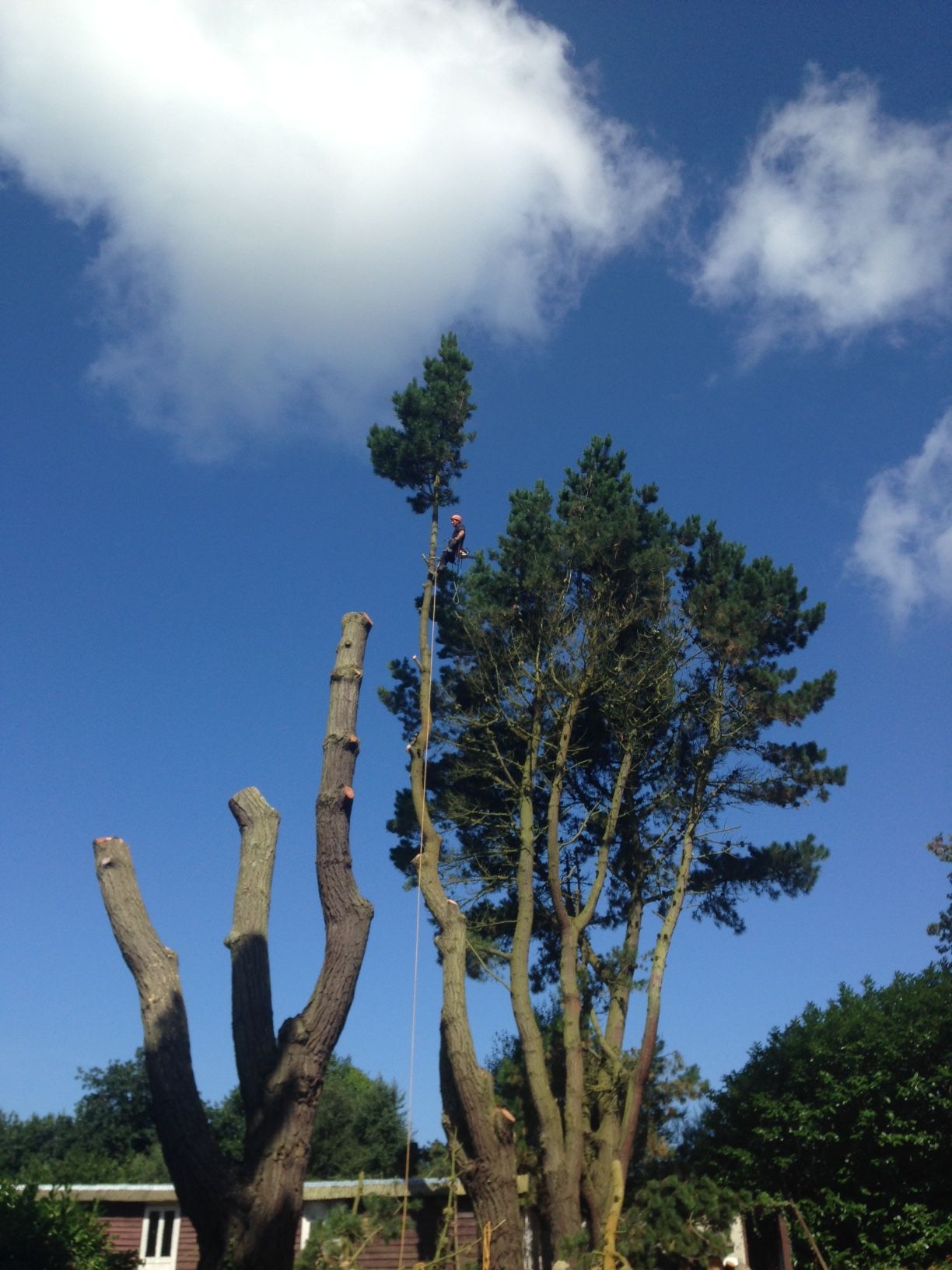 Un arbre aux branches coupées à côté d'un arbre touffu