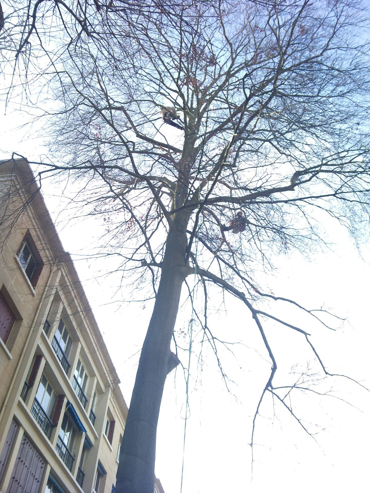 Un grand arbre près d'un bâtiment