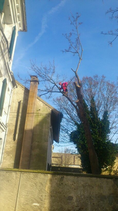 Un homme près d'un bâtiment en haut d'un arbre