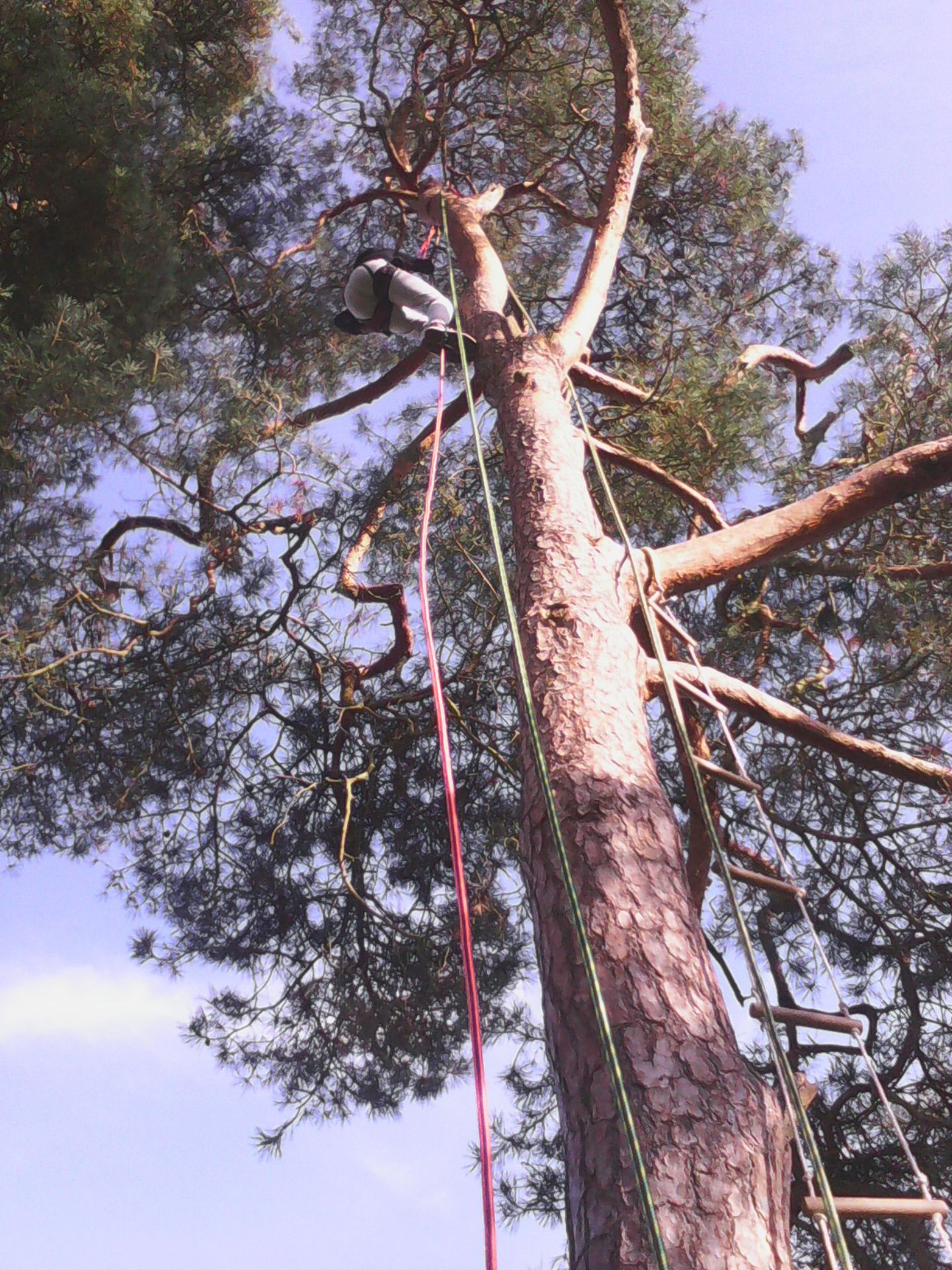 Un arbre avec une corde d'escalade qui pend d'en haut