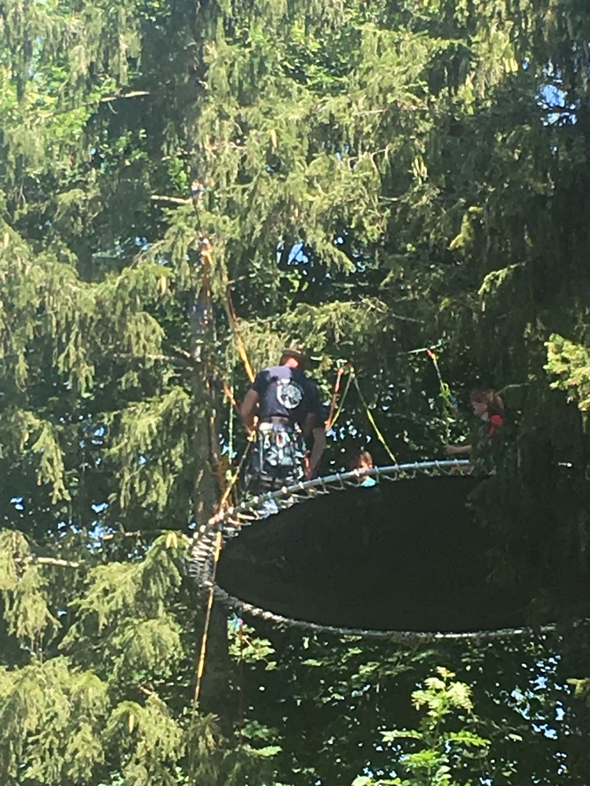 Arbre avec un trampoline accroché