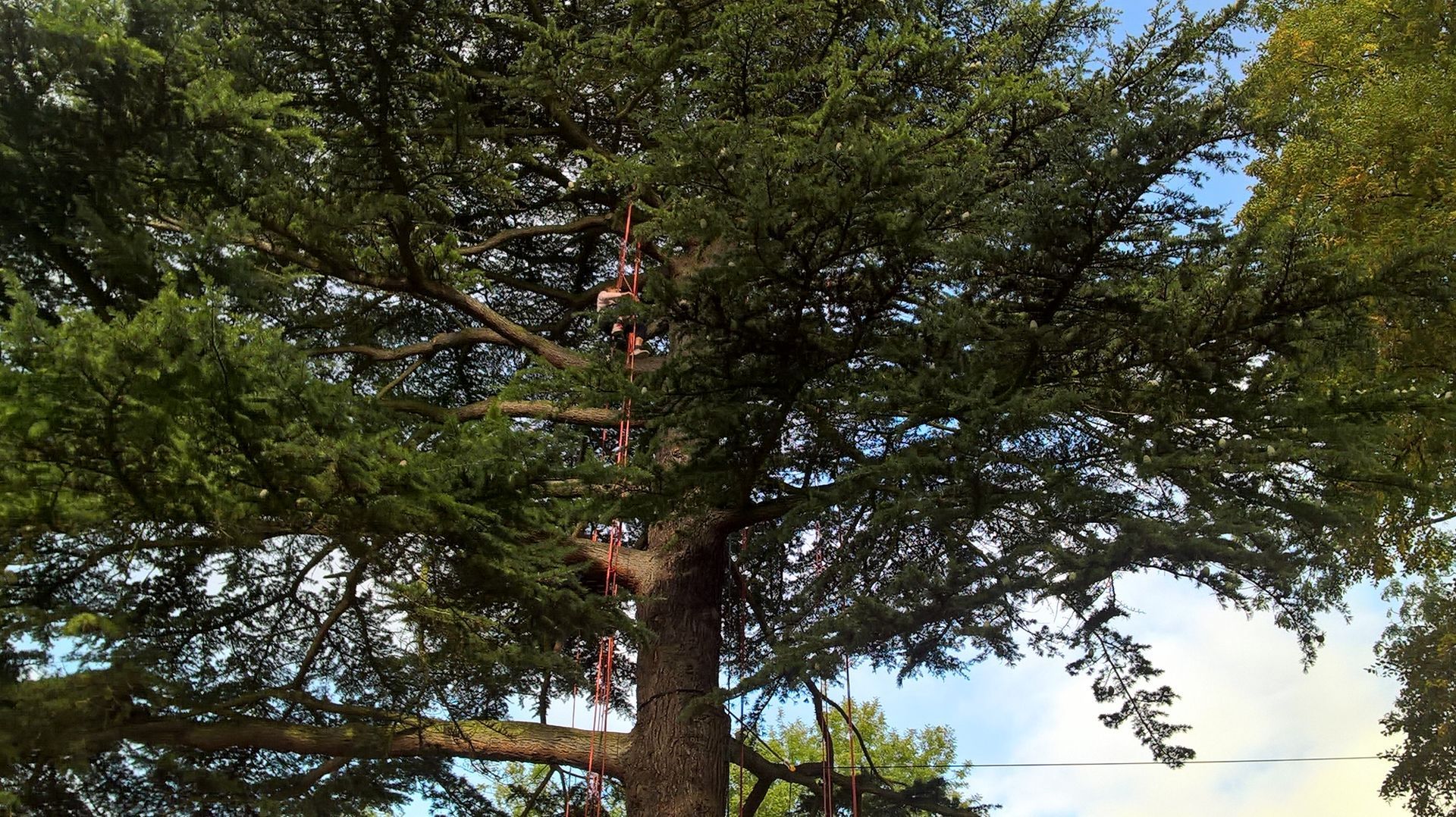 Un arbre avec un homme tout en haut