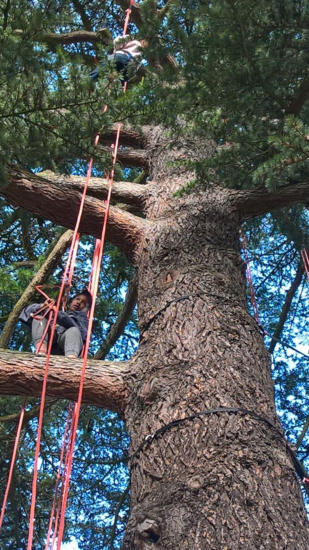 Un enfant suspendu dans un arbre