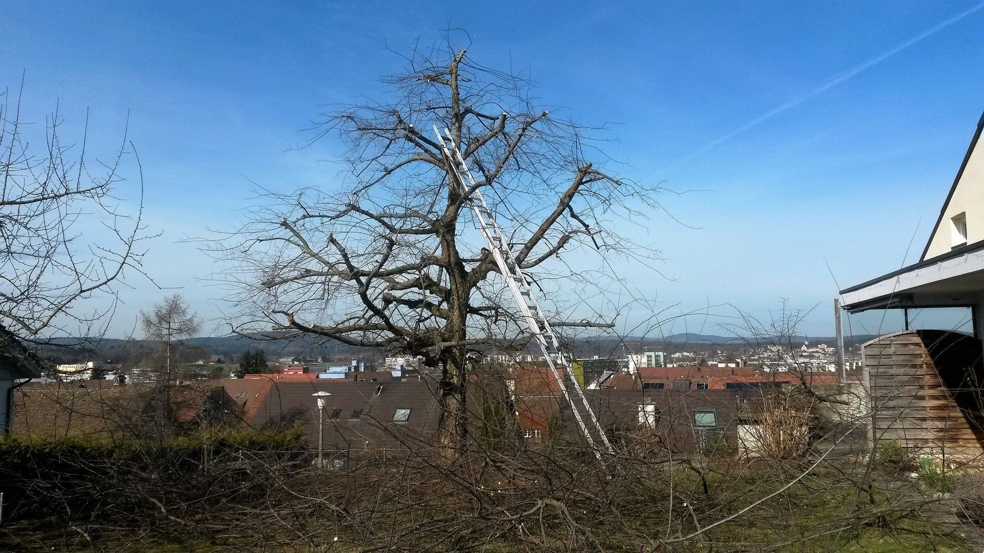 Winterschnitt - Utzinger Gartenbau