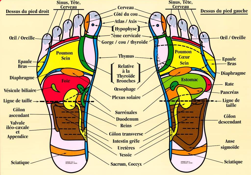 Zones réflexes des pieds