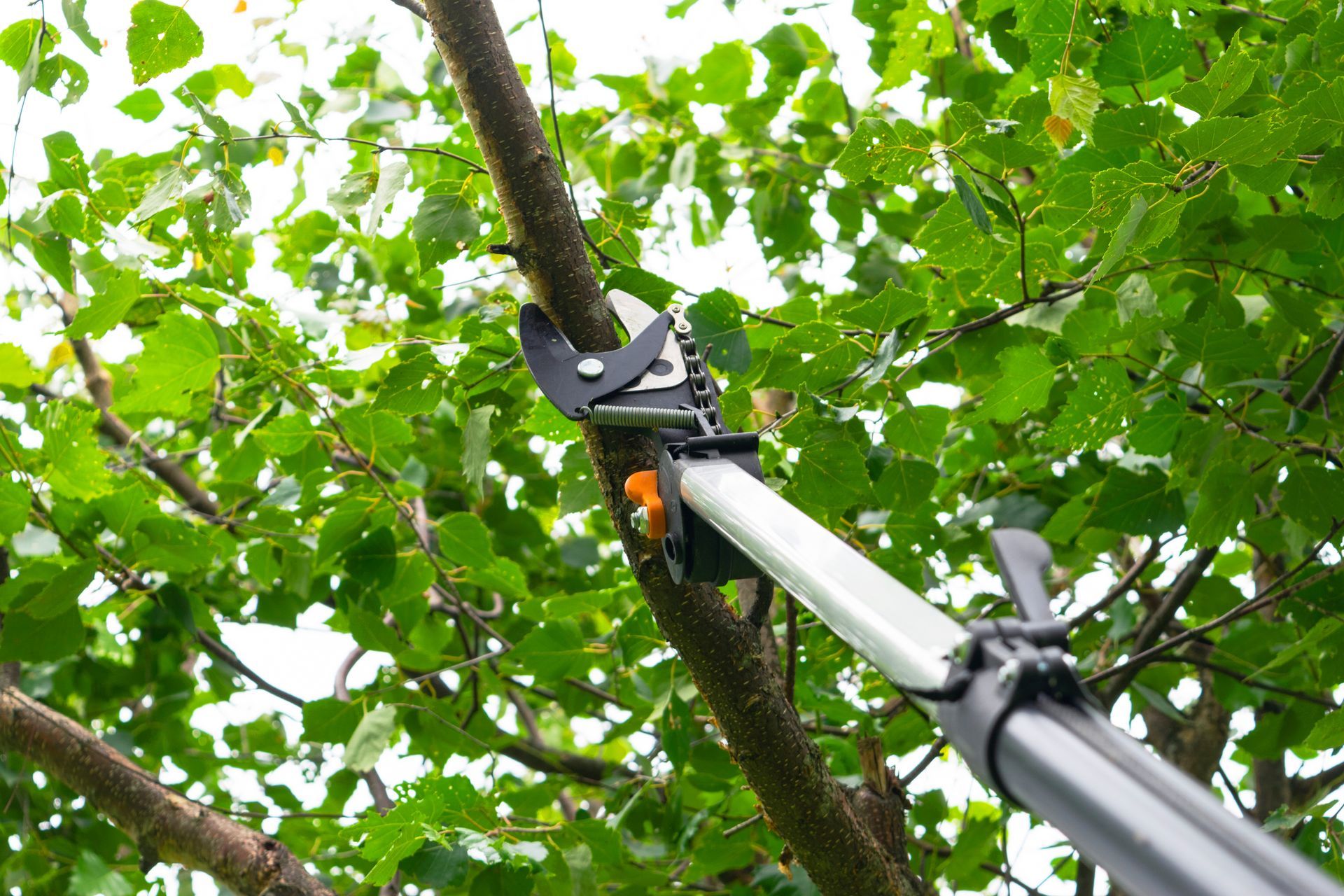 Photo d'une cisaille coupant une branche d'arbre