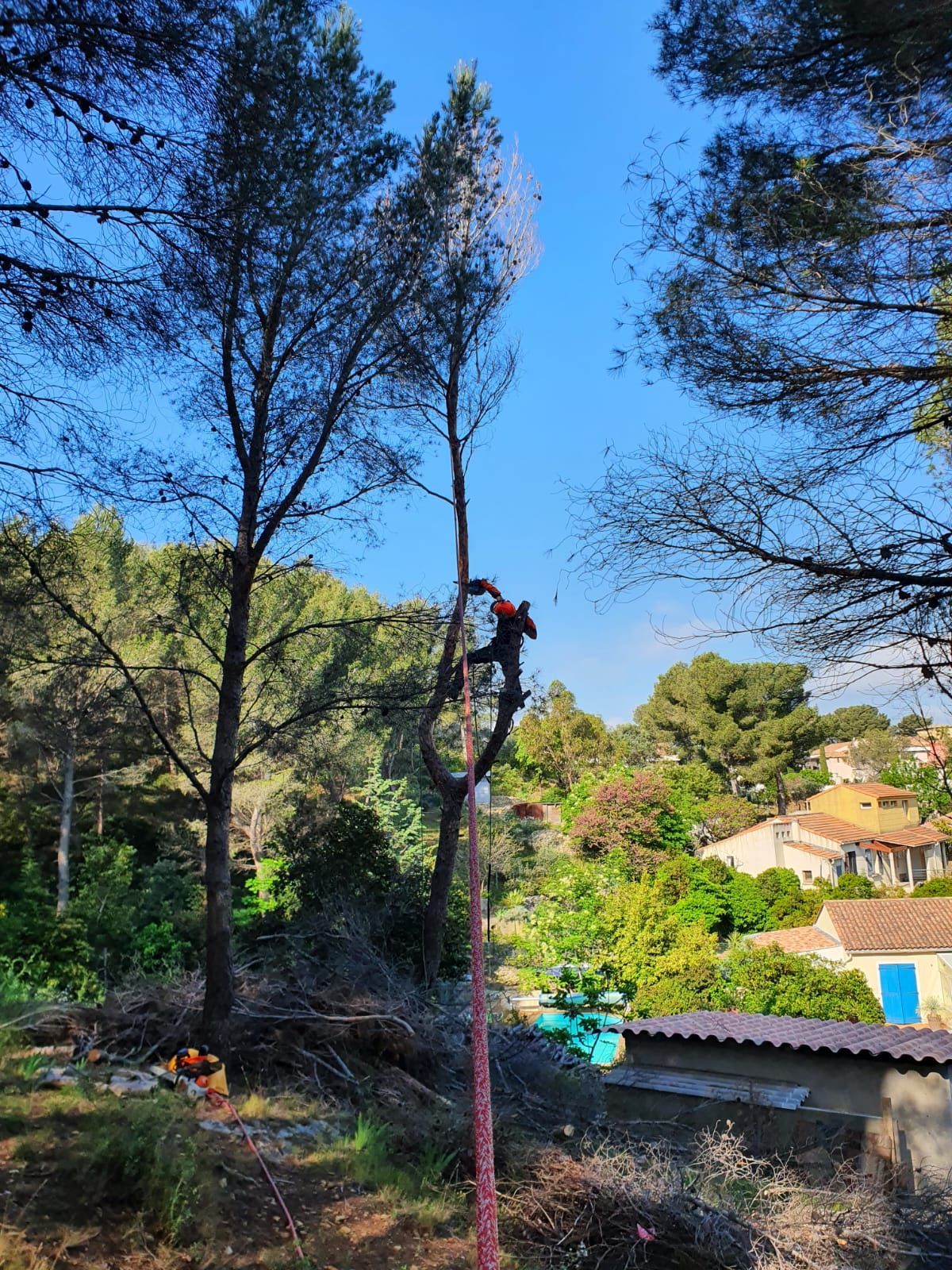 Photo d'élagage d'un arbre