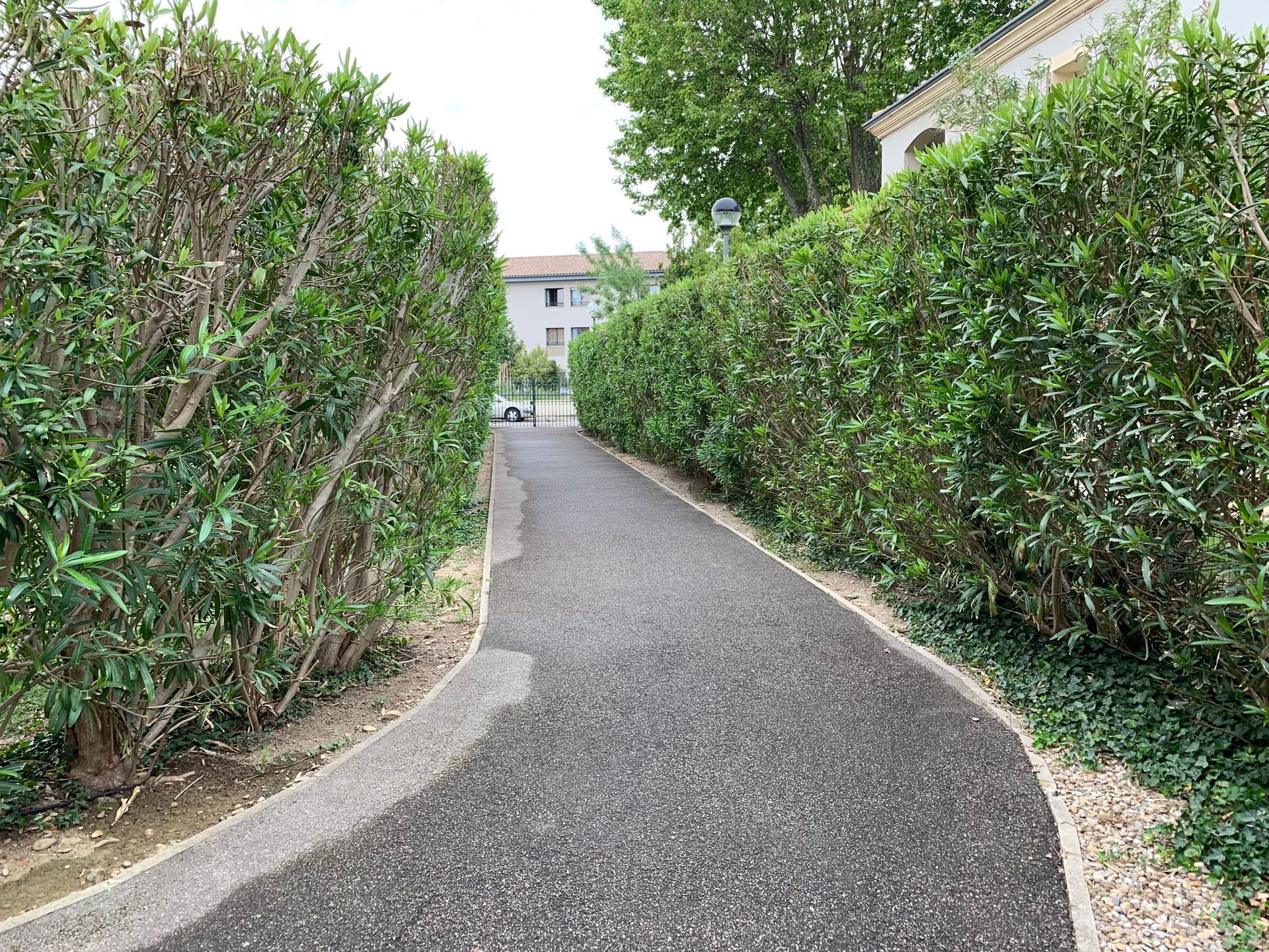 Photo d'une allée et de haies taillées