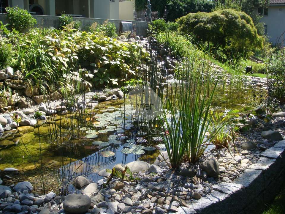 Ein Teich mit Felsen, Wasserpflanzen und einem Wasserfall, umgeben von üppigem Grün und einem Haus.
