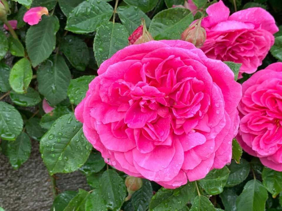 Leuchtend rosa Rosen in voller Blüte mit grünen Blättern.