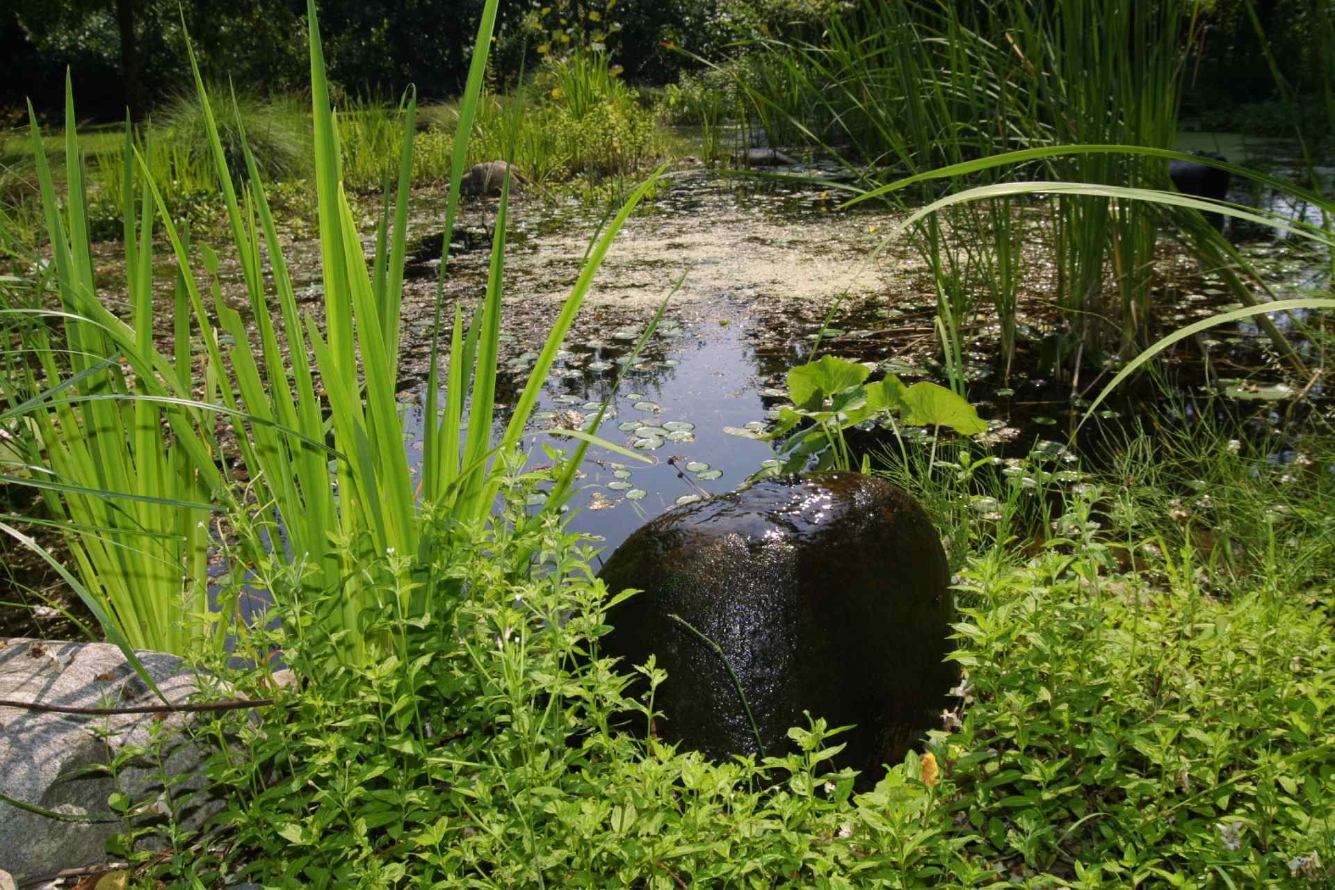 Ein kleiner Teich, umgeben von üppigen grünen Pflanzen, im Vordergrund ein dunkler, nasser Stein.