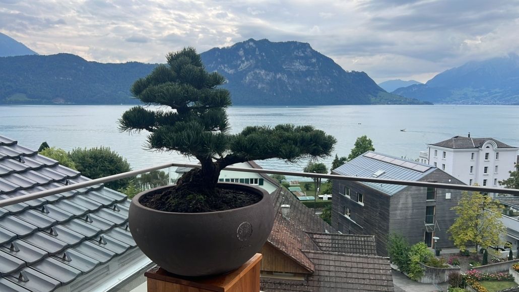 Bonsai-Baum in einem runden Topf auf einem Balkon mit Blick auf einen See und Berge unter bewölktem Himmel.