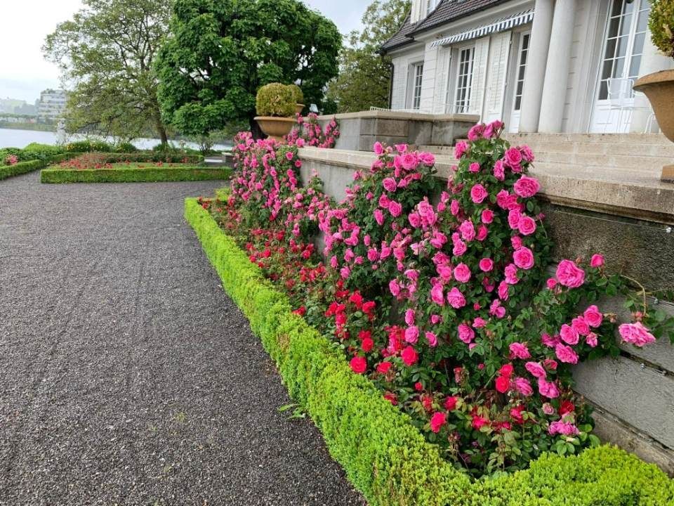 Eine von grünen Hecken und blühenden rosa und roten Rosen gesäumte Steinterrasse vor einem weissen Gebäude.