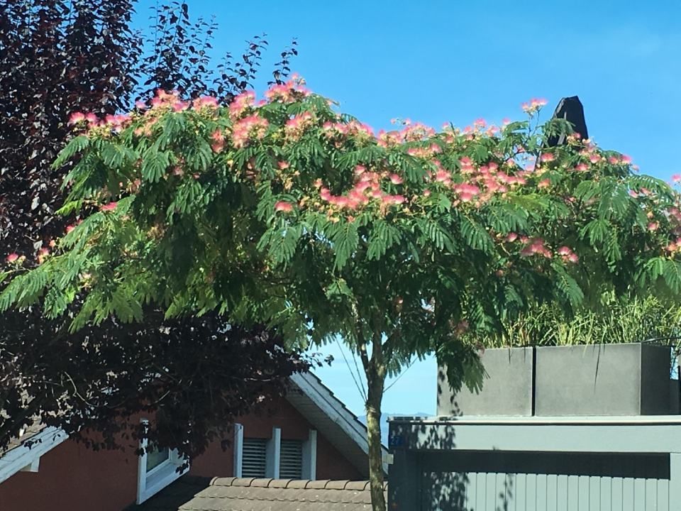 Ein rosablühender Mimosenbaum vor einem Haus, sonniger Tag.