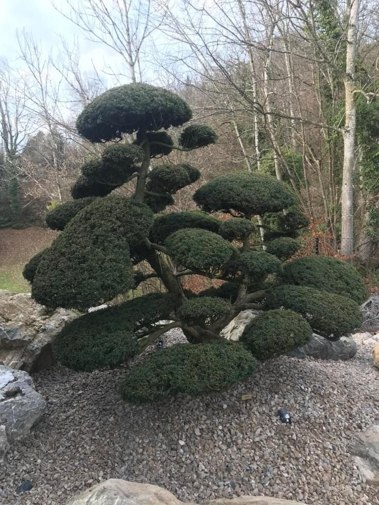 Ein sorgfältig beschnittener Baum mit mehreren abgerundeten Abschnitten auf einem Steinbett, eingebettet in einen Garten.