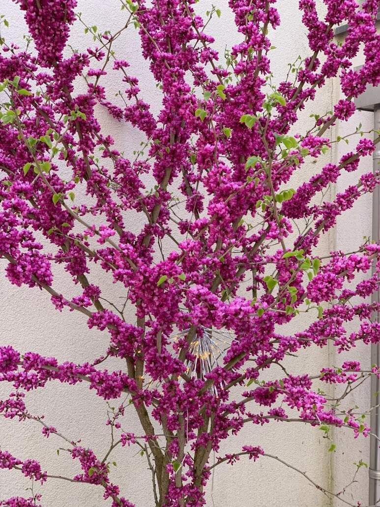 Der Judasbaum in voller Blüte, bedeckt mit leuchtend rosa Blüten.