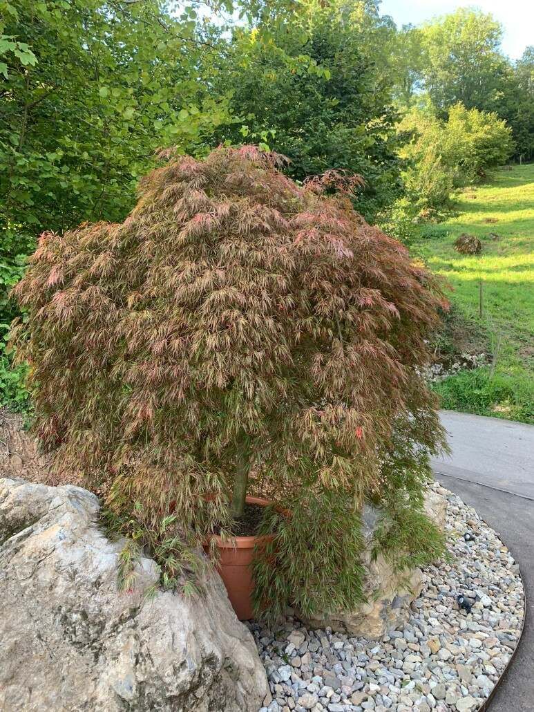 Ein roter und grüner japanischer Ahornbaum in einem braunen Topf, neben einem Felsen und einem Kiesweg. Im Hintergrund grüne Bäume.