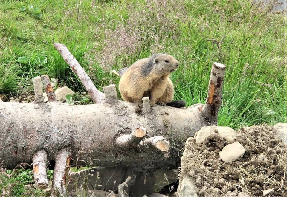 Ein hellbraunes Murmeltier sitzt auf einem verwitterten, liegenden Baumstamm in einer grasbewachsenen Wiese.