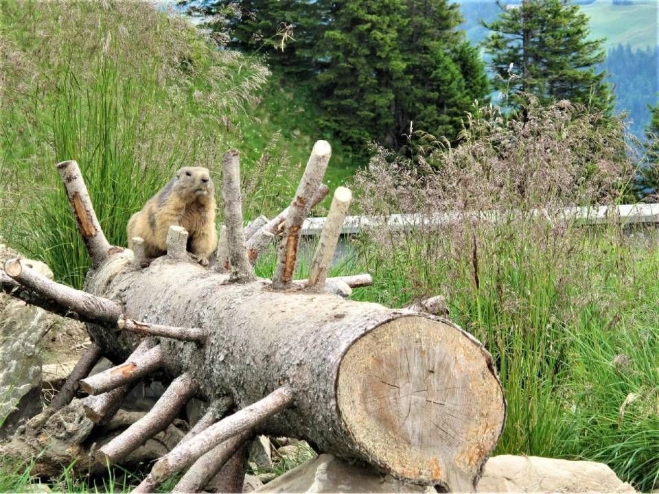 Ein Alpenmurmeltier steht auf einem grossen, beschnittenen Kiefernstamm in einer grasbewachsenen Berglandschaft.