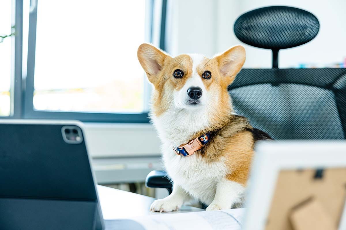 Ein Corgi sitzt an einem Schreibtisch und schaut den Betrachter an. Tablet und Bilderrahmen im Vordergrund. Büroumgebung mit natürlichem Licht.