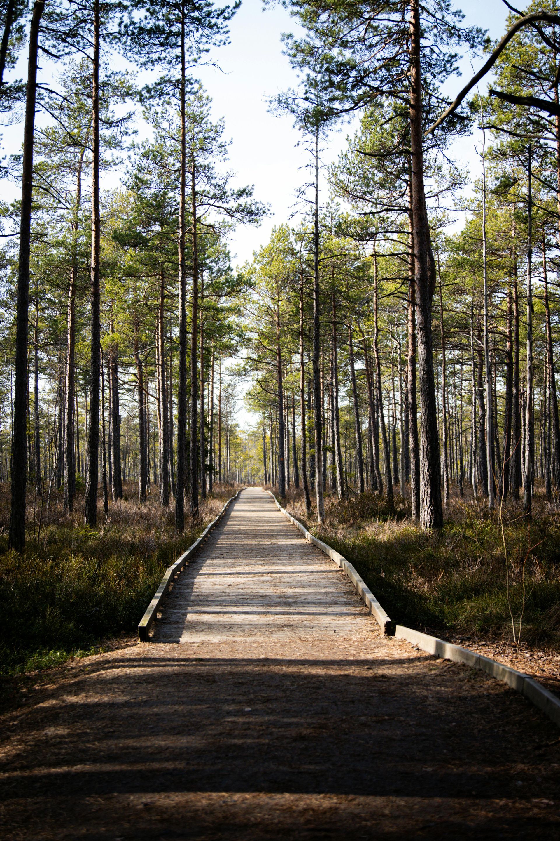 Aurinkoinen metsäpolku ja pitkospuut mäntymetsässä. Kuva symboloi psykofyysisen fysioterapian polkua