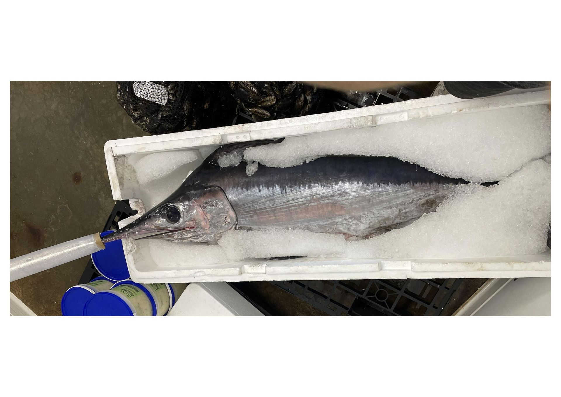 Sortes de poissons sur fond blanc avec des glaçons