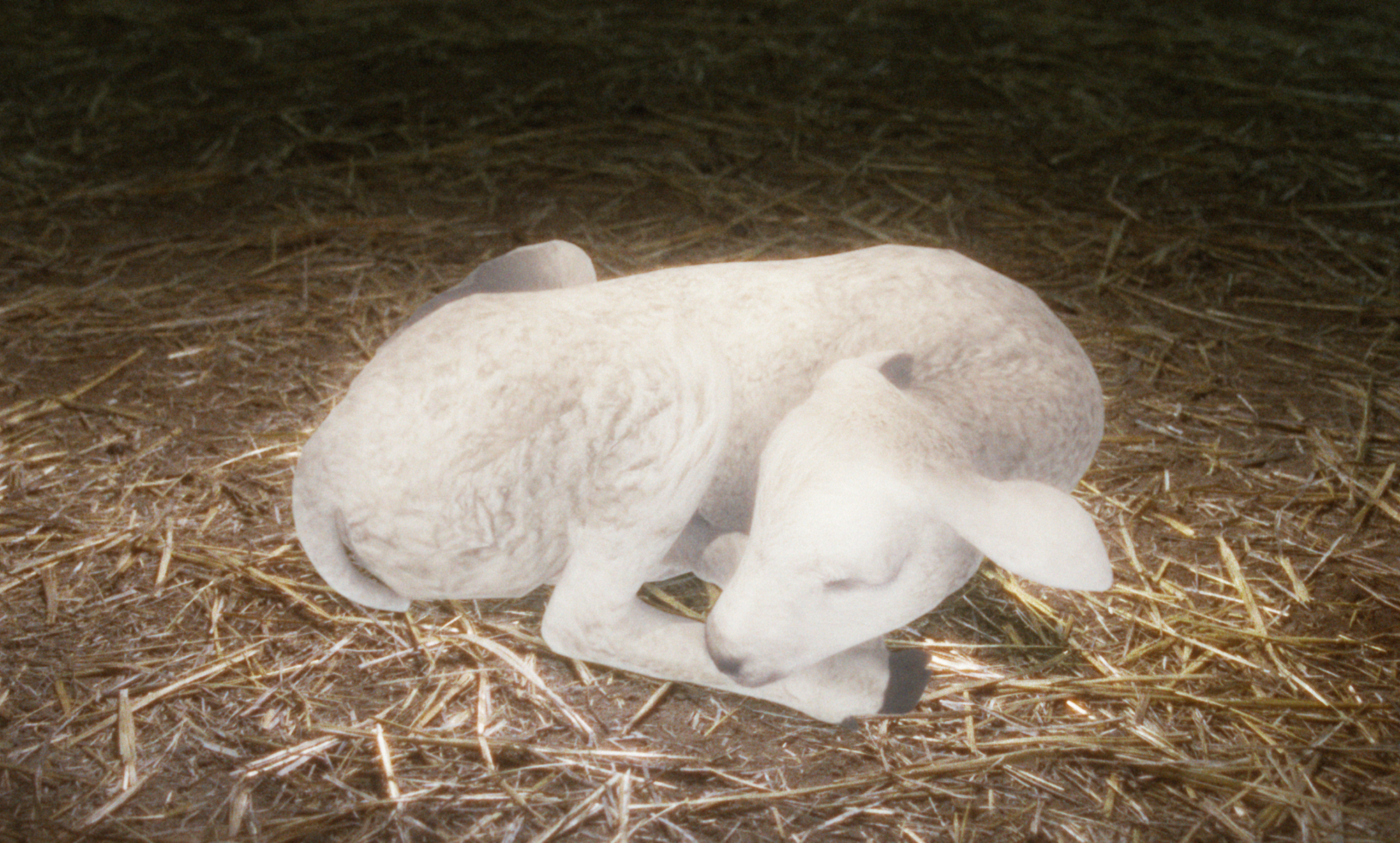 Cordero acurrucado sobre la paja. Lana blanca, pezuñas negras, orejas erguidas.