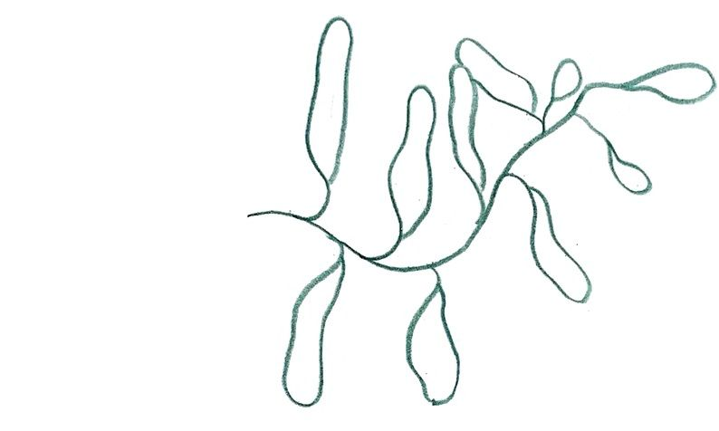 Verde, de forma ramificada con formas ovaladas y alargadas.