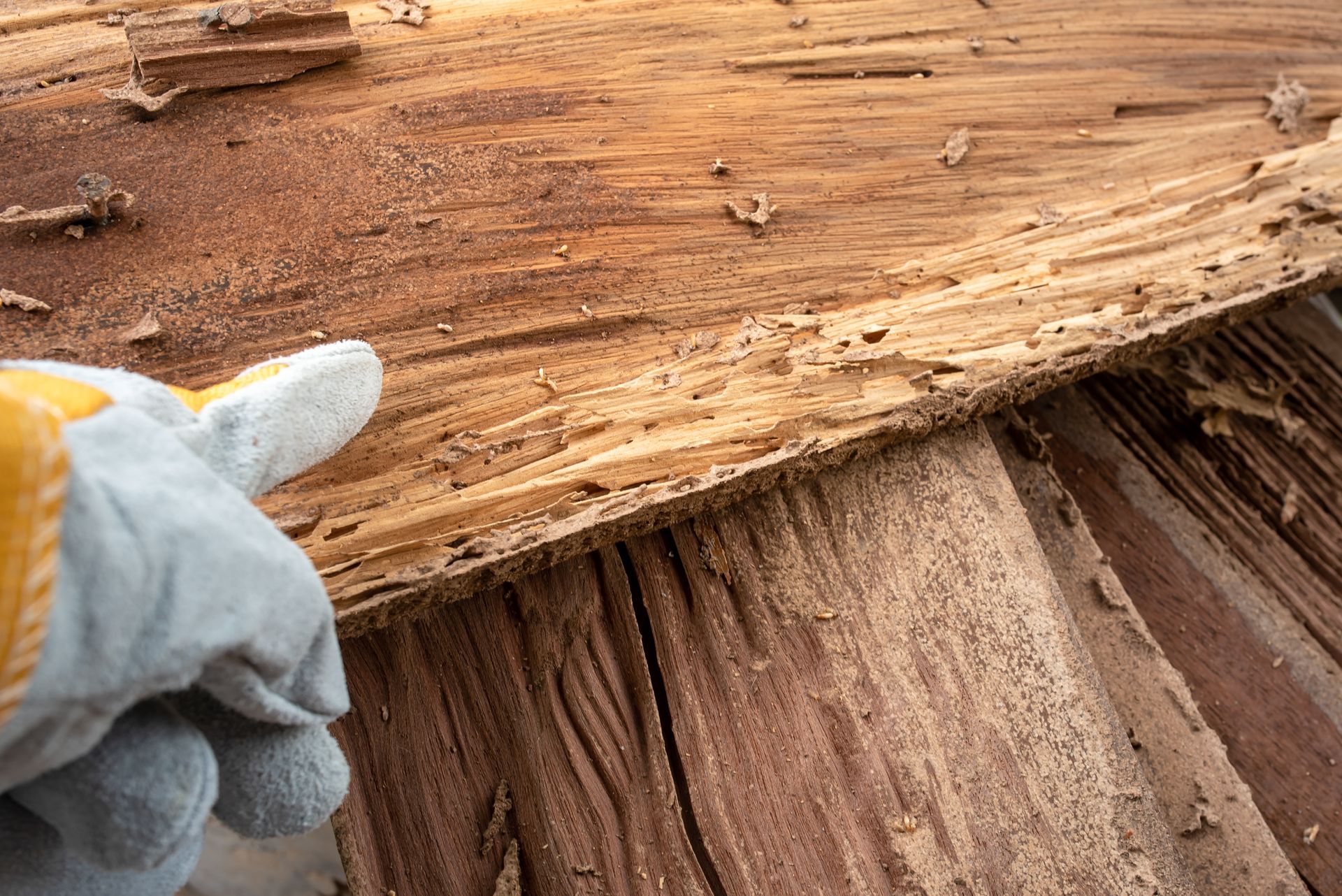 Bois abîmé par les termites
