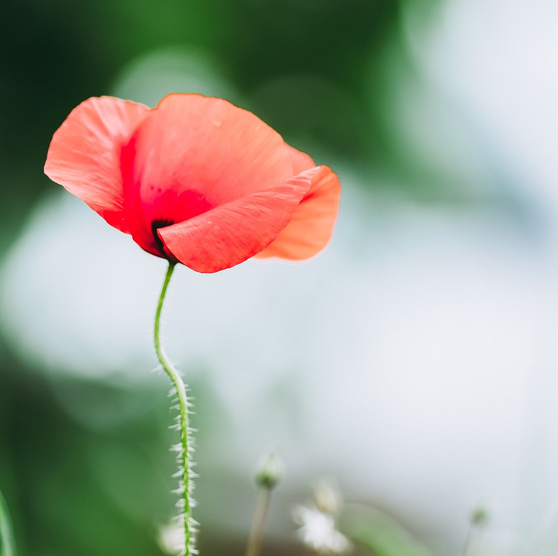 Les pompes funèbres du Léman