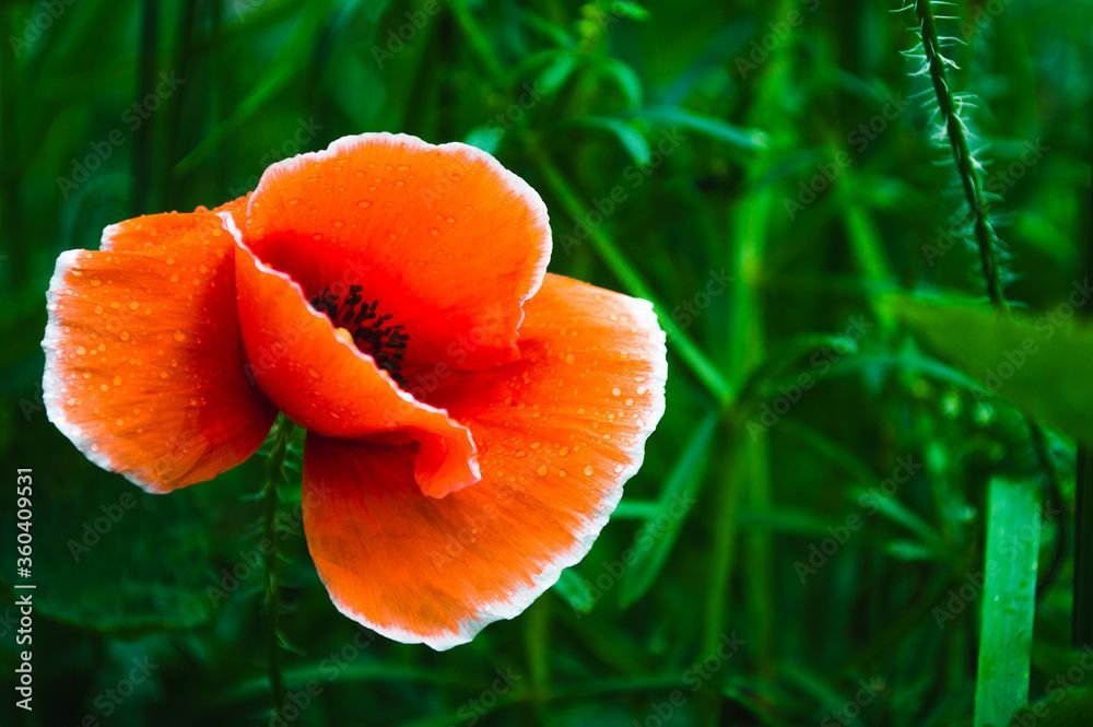Pompes funèbres du Léman