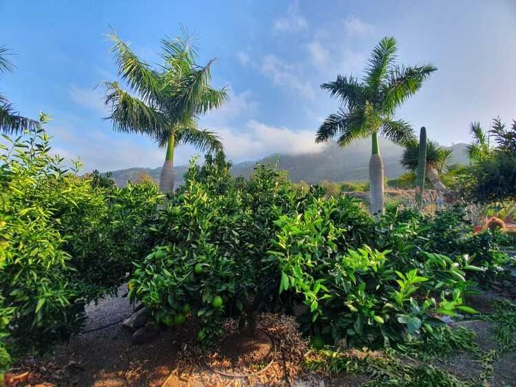 Un exuberante campo verde con palmeras y montañas al fondo.