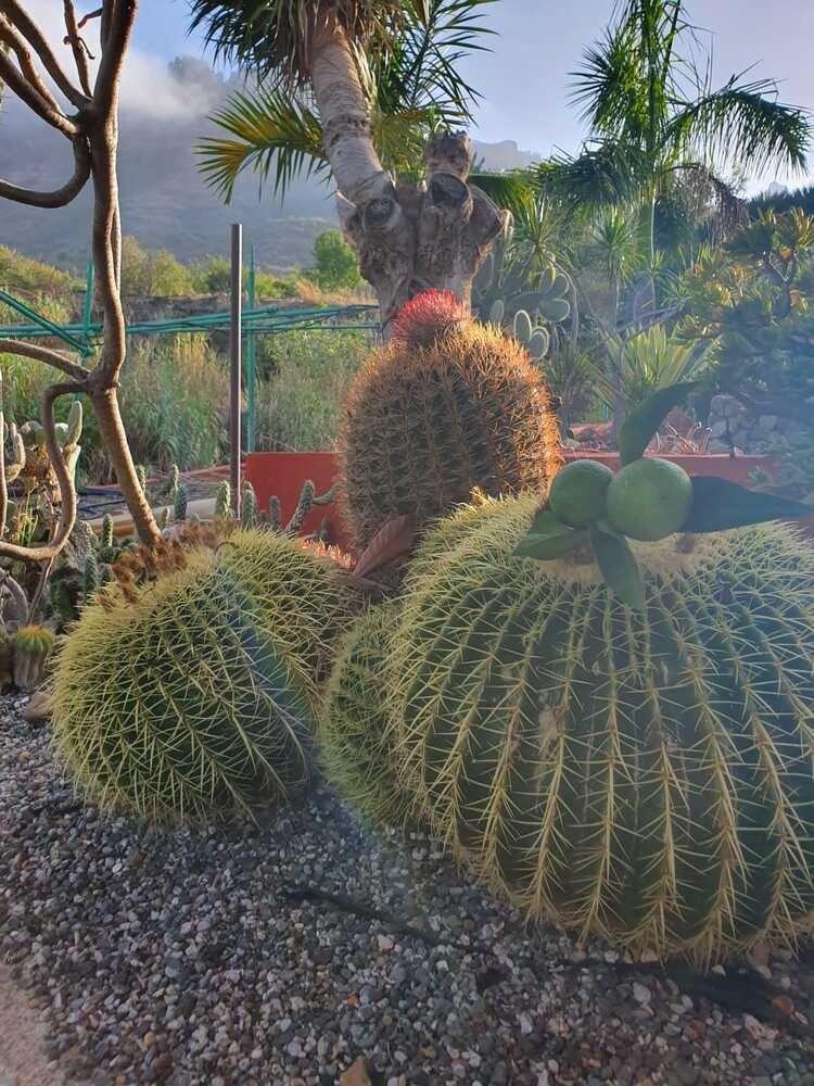 Un montón de plantas de cactus están sentadas una al lado de la otra en un jardín.